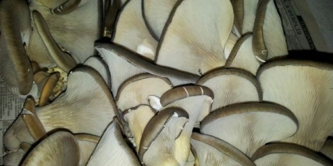 Kako sušiti bukovače pravilno i po najnižoj cijeni